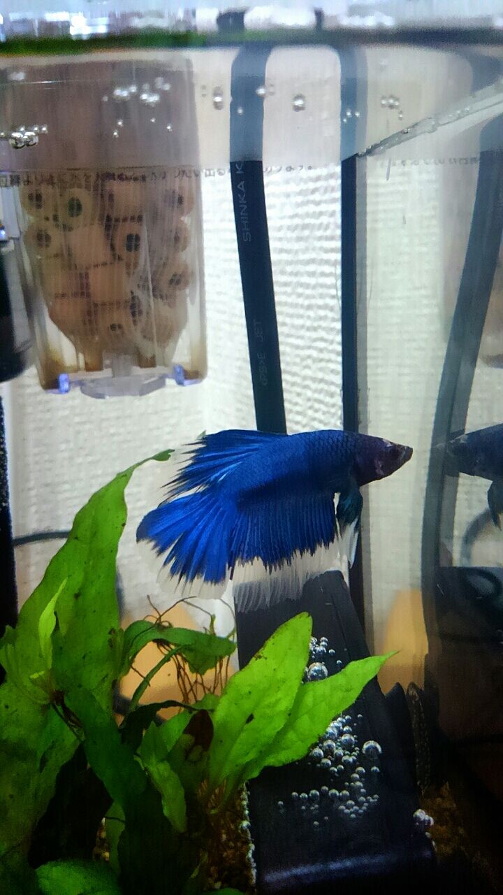 原点回帰 アクアモドキ 熱帯魚と爬虫類のいる生活