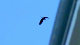 Screenshot_2015-10-26-03-49-28