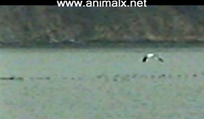 Screenshot_2015-11-30-03-29-02