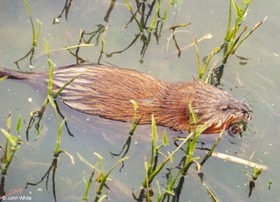 muskratswimming