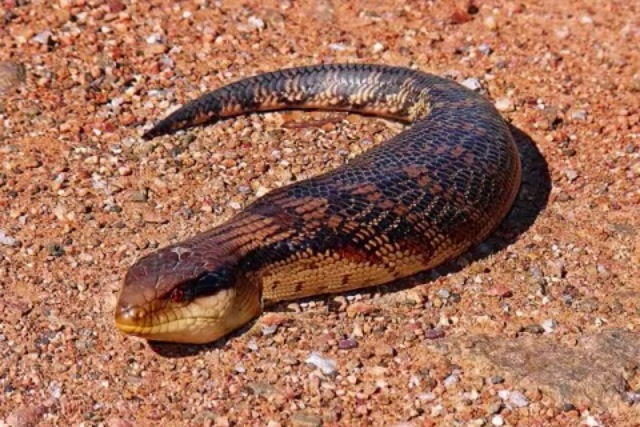自然生物学ツチノコ : 幻の珍獣とされた日本固有の鎖蛇の記録