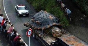 Transport