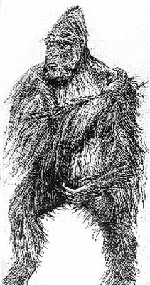 yeti58
