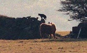 TheBeastOfBodmin_thumb