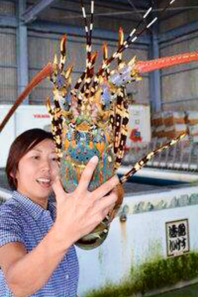 この13という数字(20) 中国に1メートルの神エビ ️【1m God shrimp captured In