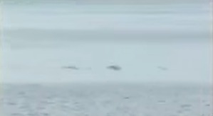 Screenshot_2016-02-28-13-43-38