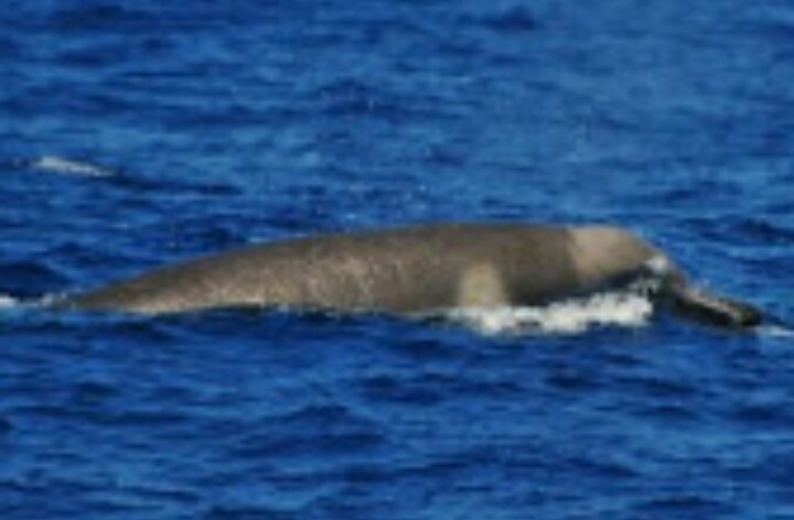 13SHOE・高野十座のブログ
	  ほとんどUMA！激珍しいタスマニアクジラのライブ写真[Live photos of the very rare The Shepherd's beaked whale]
	コメントトラックバック                高野 十座