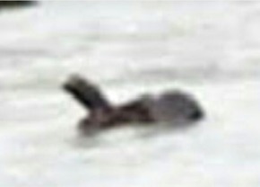 Screenshot_2016-01-25-14-05-41