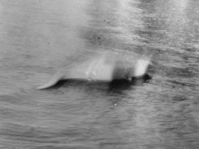 Heron-Allen Image