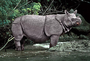 javanrhino_Gursharan_Singh