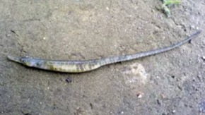 Screenshot_2015-11-25-02-14-31