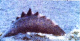 99dcb404.jpg
