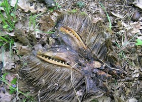 Screenshot_2015-11-01-21-40-29