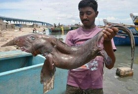 Deepsea_fish_India