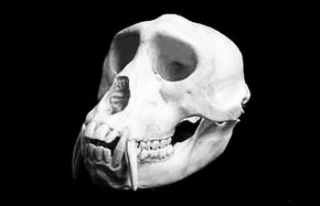 $(KGrHqJ,!pYFCJGVwTL5BQvkyDzJE!--60_1