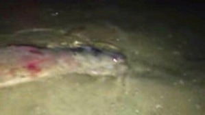 Effectplus_20160219_022911