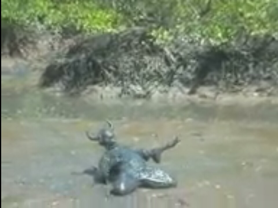 13SHOE・高野十座のブログ
	  ブラジル、バイーア州の怪物の正体 [Brazil, Bahia Beast's identity]
	コメントトラックバック                高野 十座