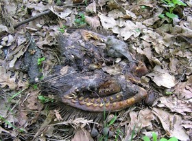 Screenshot_2015-11-01-21-40-08