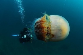 meduse6