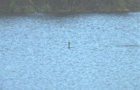 elmonstruodelsilverlake-d9f9go10-loch-ness-monster-thumb210