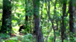 Screenshot_2015-11-29-04-33-36