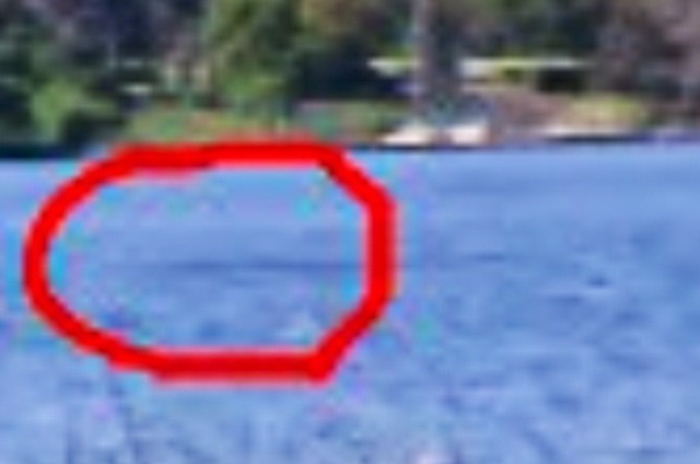 13SHOE・高野十座のブログ
タルピー目撃情報【Lake Tarpon monster, sightings】
コメントトラックバック 高野 十座