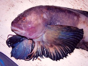 Purity_snailfish