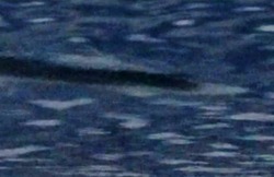 f0bc5454.jpg