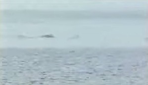 Screenshot_2016-02-28-13-43-43