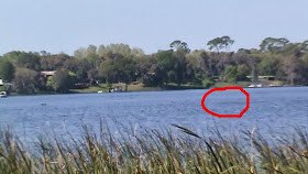 tarpon springs lake monster