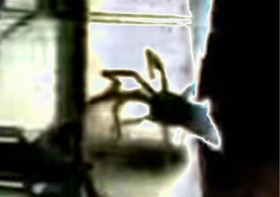 インド、サマーラに化け物グモ [India, the Monster Spider in Samara] : 13SHOE・高野十座のブログ