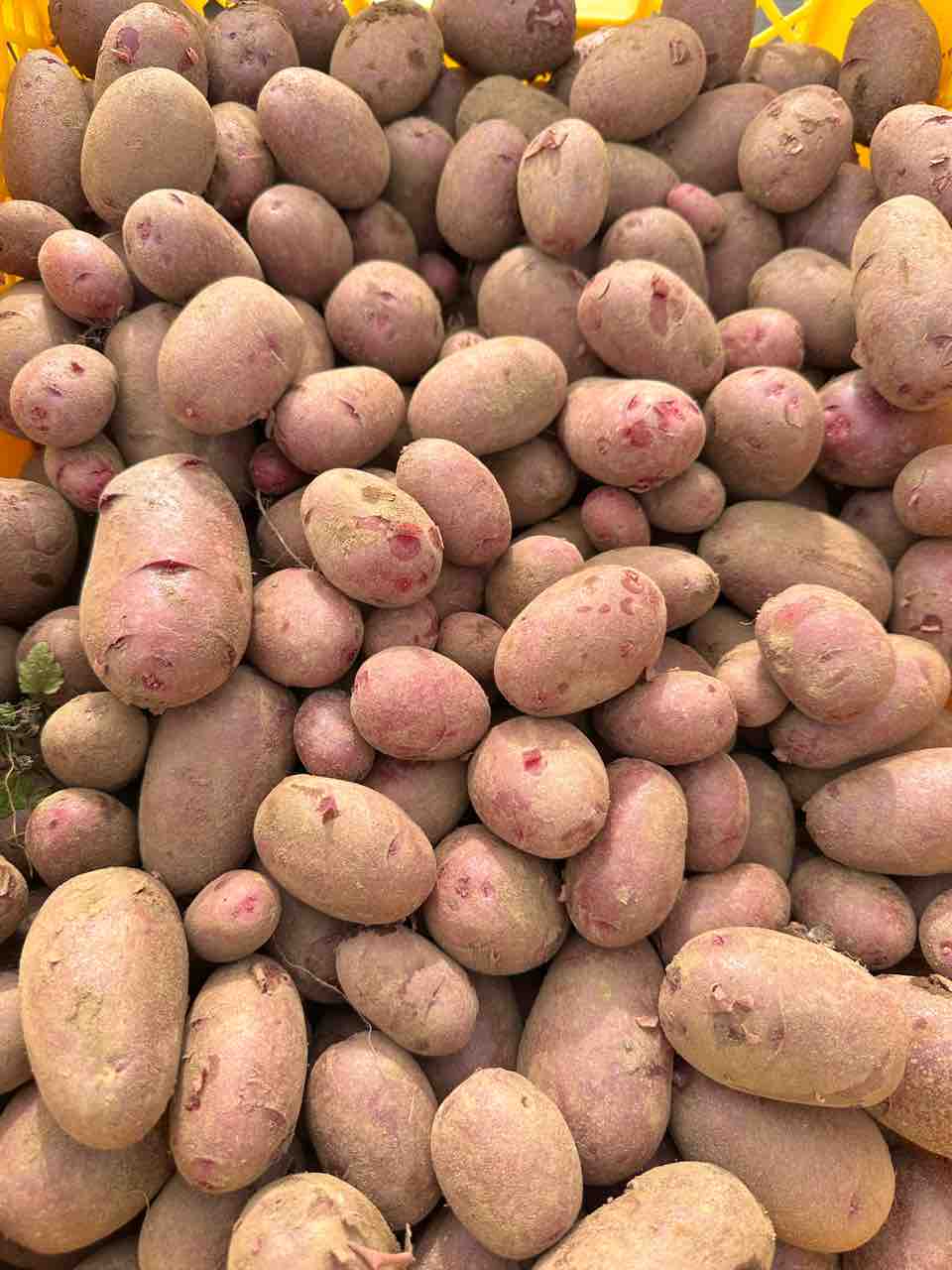 potato