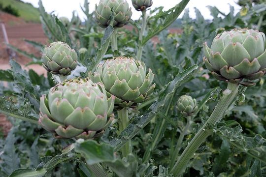 アーティチョーク販売中 野菜直売高梨農場農場通信ブログ版