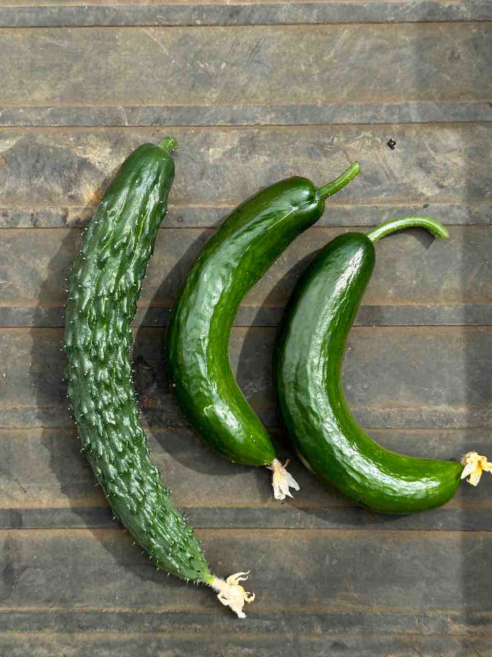 cucumber
