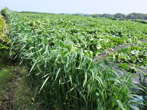 古典的ですが カボチャに風よけエンバクの栽培 野菜直売高梨農場農場通信ブログ版
