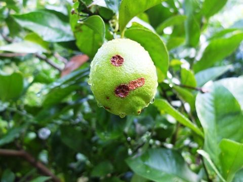 野菜直売高梨農場農場通信ブログ版 レモン