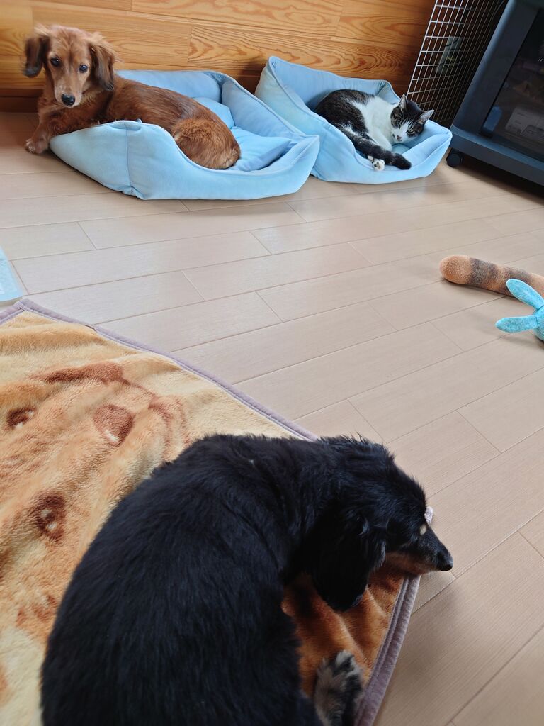 猫パンチ Fwf Qmamap Q日記 猫パンチ Fwf Qmamap Q日記