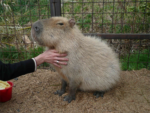 カピバラに夢中 たかのけんいちのなか カピバラに夢中 たかのけんいちのなか