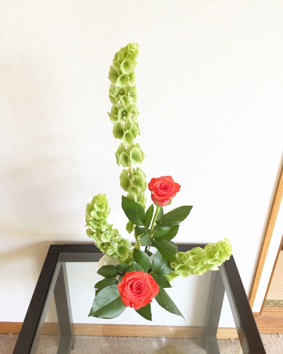 モルセラ バラ 一日一花