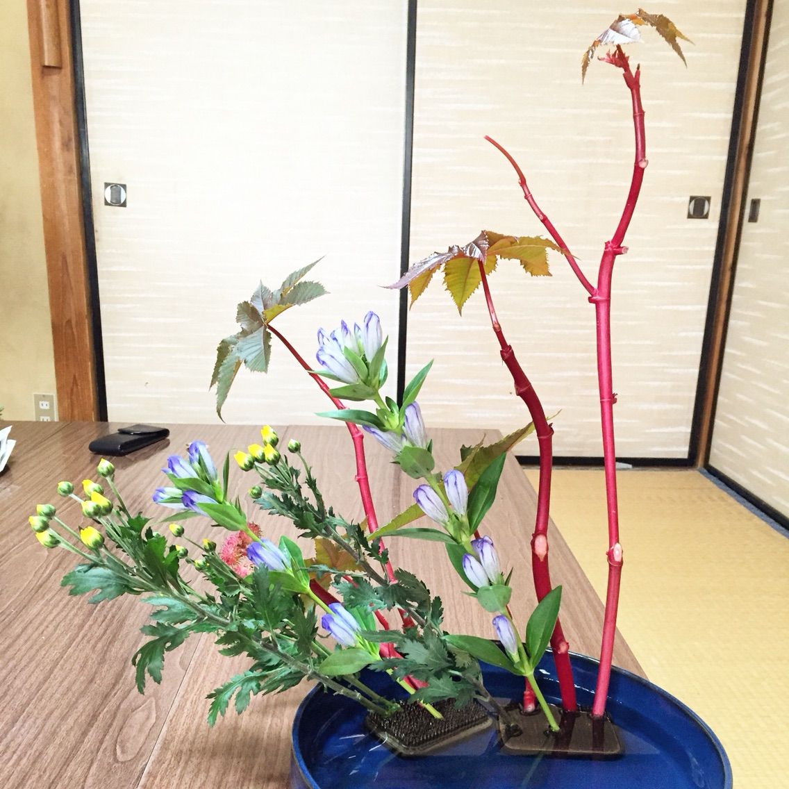 唐ごま りんどう 小菊 直立型 一日一花 唐ごま りんどう 小菊 直立型 一日一花