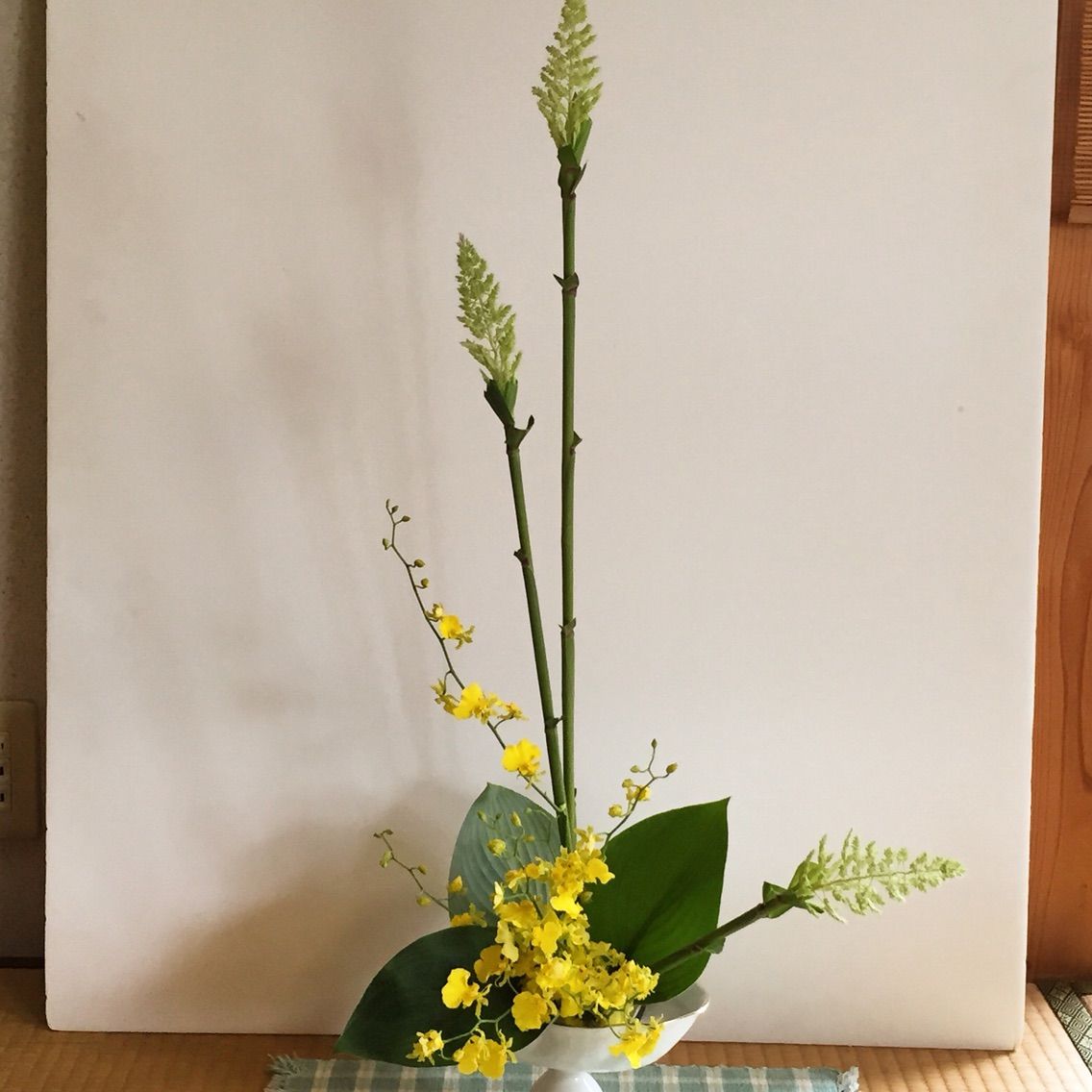粟 オンシジュウム ぎぼうし たてるかたち 一日一花 粟 オンシジュウム ぎぼうし たてるかたち 一日一花
