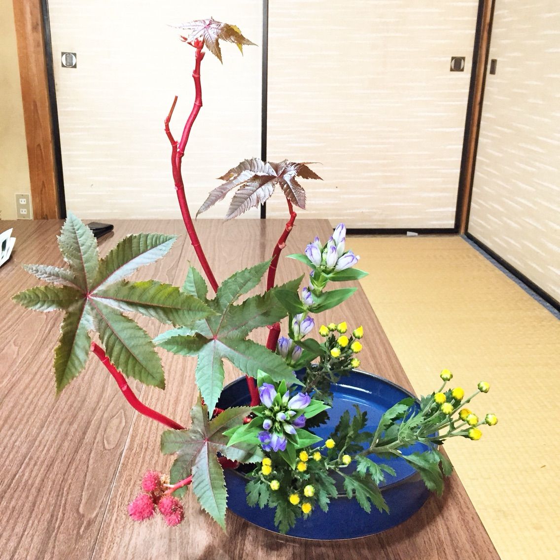 唐ごま りんどう 小菊 直立型 一日一花 唐ごま りんどう 小菊 直立型 一日一花