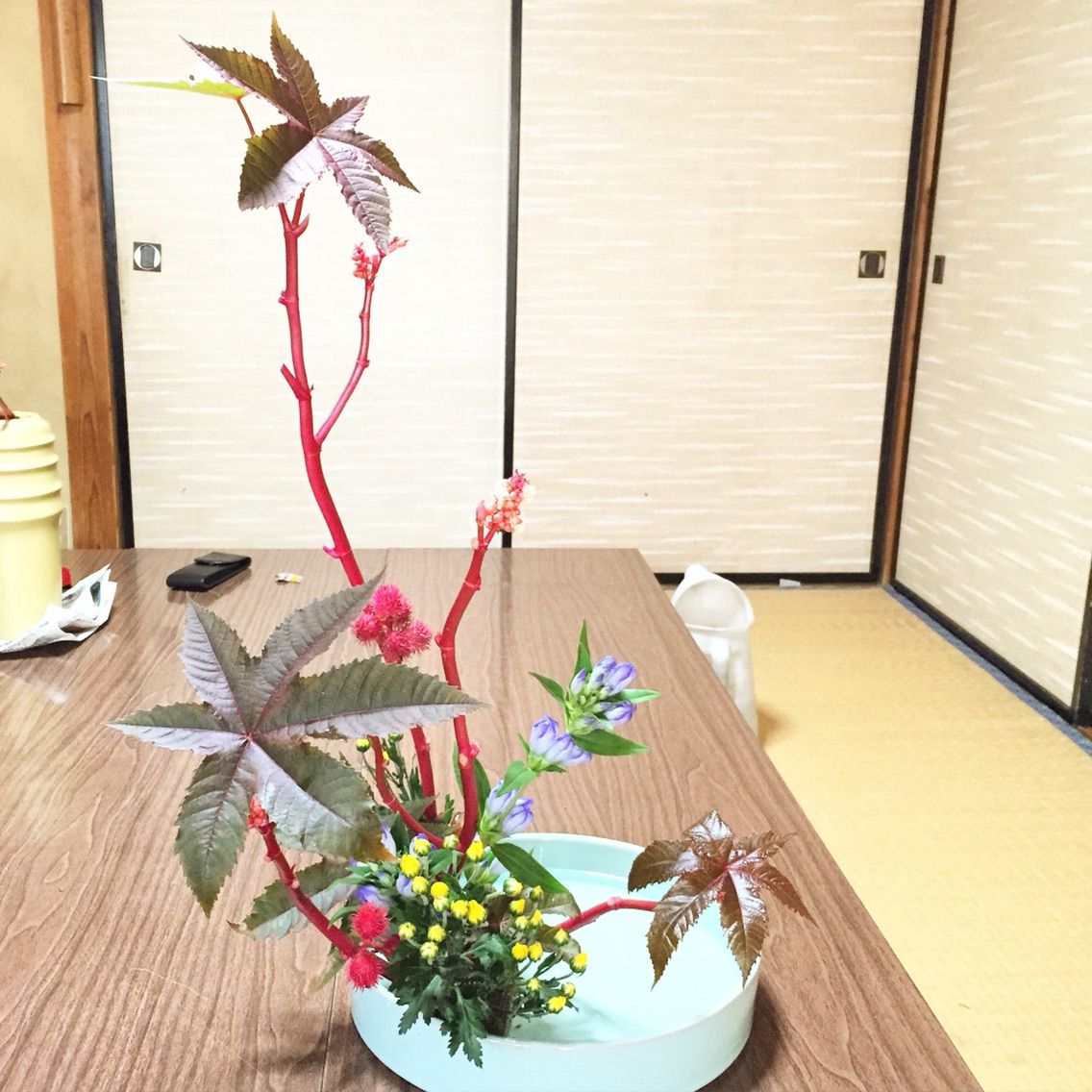 唐ごま りんどう 小菊 直立型 一日一花 唐ごま りんどう 小菊 直立型 一日一花