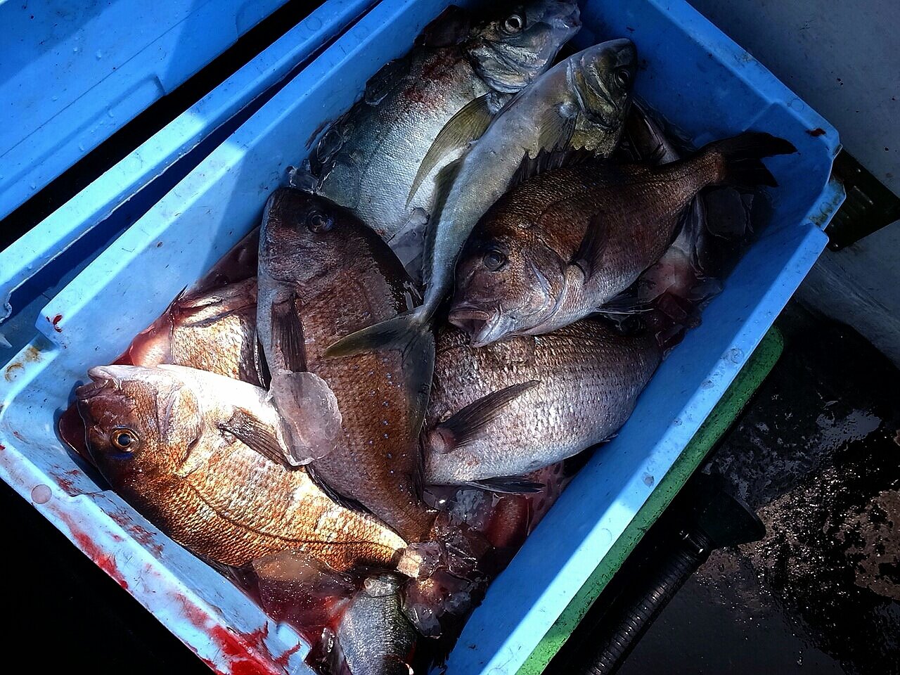 海上釣堀の切り札 たかおの釣りやらなんやらのblog 海上釣堀の切り札 たかおの釣りやらなんやらのblog