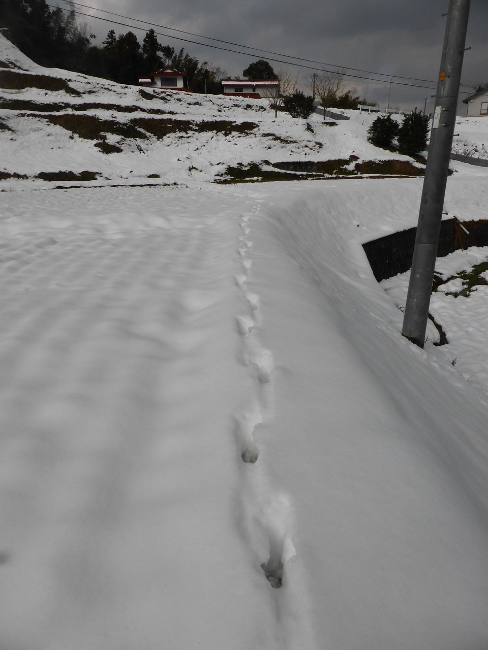 雪道 イノシシの追跡 出雲南部の里山情報
