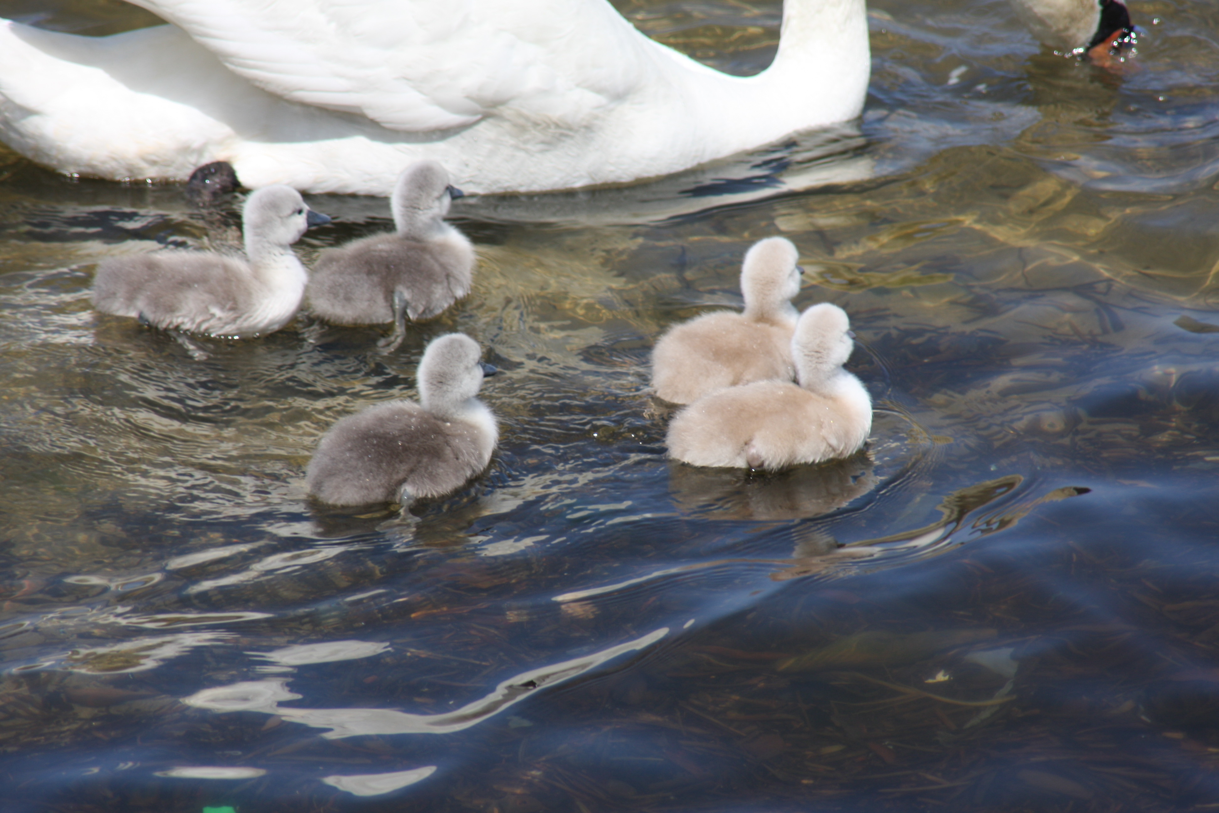 神西親水公園の白鳥親子 出雲南部の里山情報