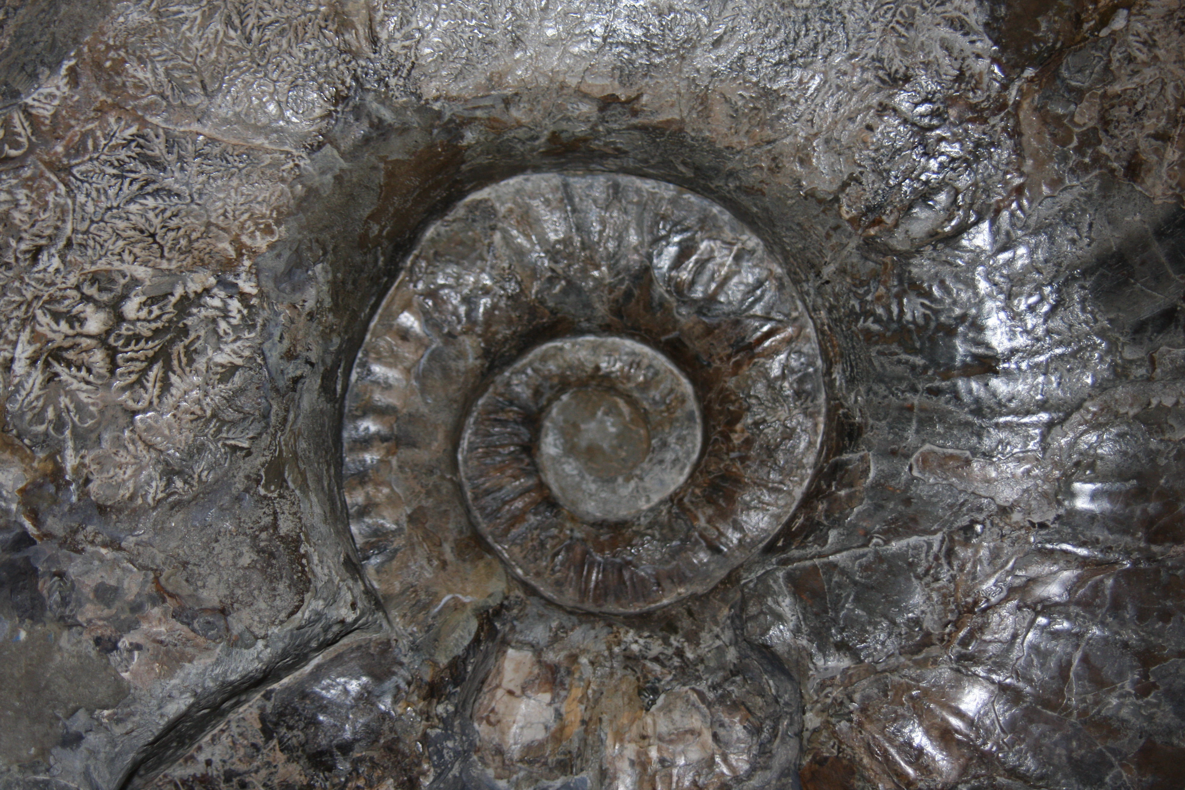 巨大アンモナイト Ⅱ : 出雲南部の里山情報