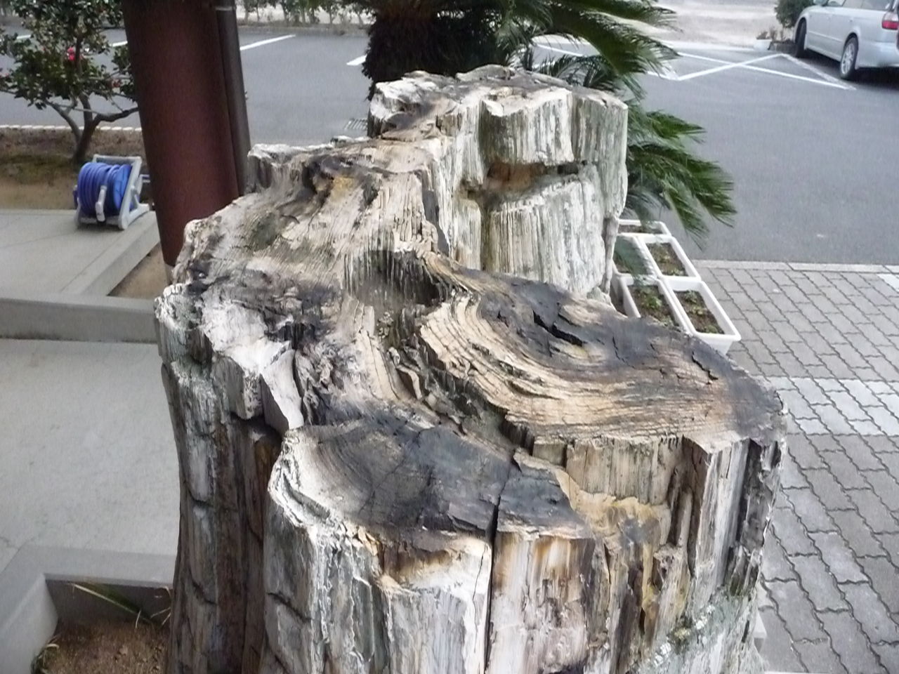 木の化石 : 出雲南部の里山情報