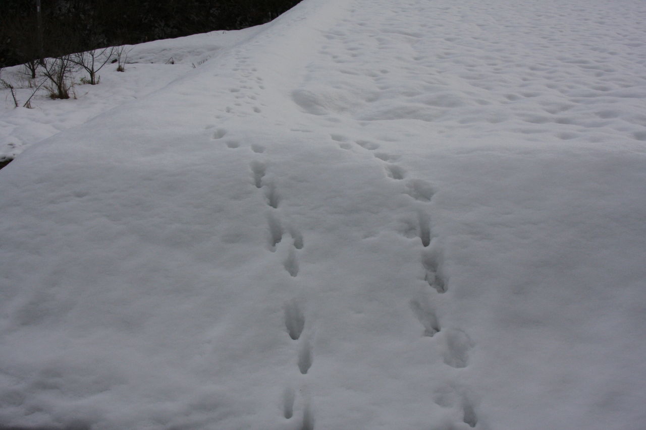 雪の足跡 出雲南部の里山情報 雪の足跡 出雲南部の里山情報