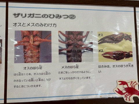 LINE_ALBUM_2025720-21 サマーキャンプ_250726_106